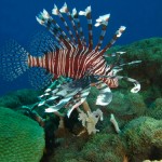 A lionfish swimming uneaten